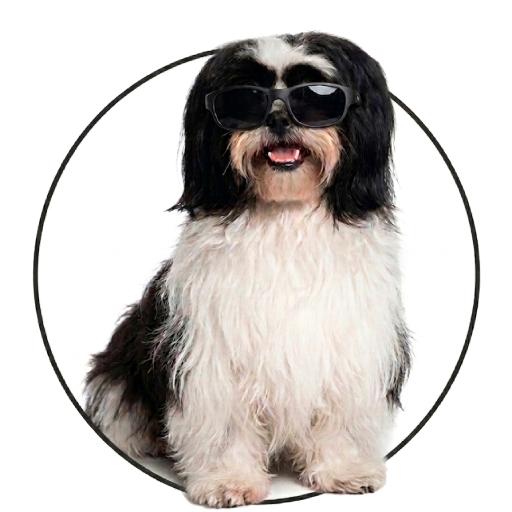 Ícone do RuthVision: cachorro preto e branco de pelos longos usando óculos escuros.